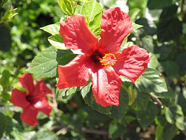 Flower from Gaza